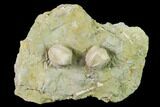 Multiple Blastoid (Pentremites) Plate - Illinois #135607-1
